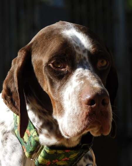 Adopter Azor