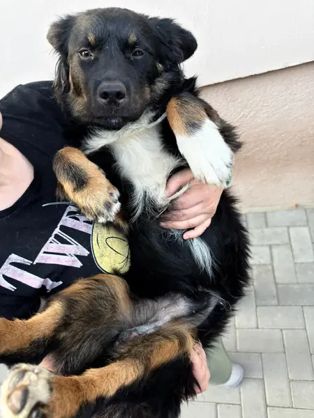 Adopter Kevin