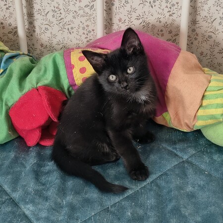 Adopter Eloi