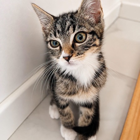 Adopter Chaussette