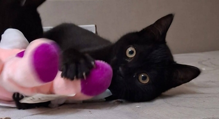 Adopter Lolly