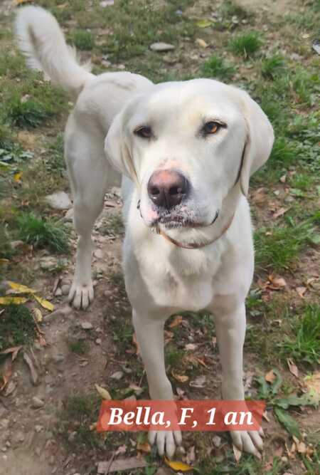 Adopter Bella