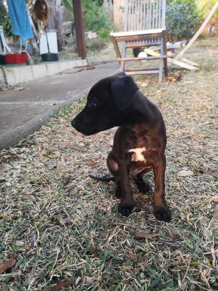 Adopter Symi