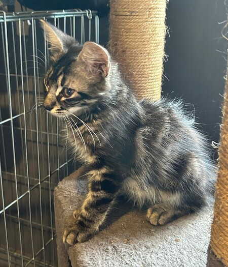 Adopter BAGUERA