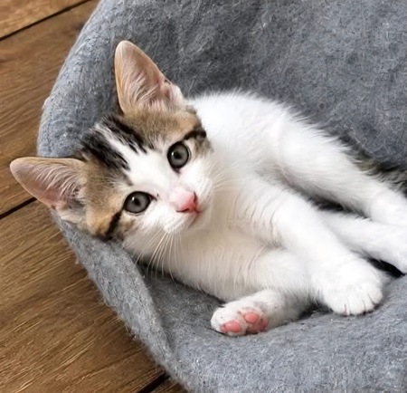Adopter KEILOWA