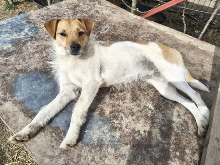 Adopter Virga