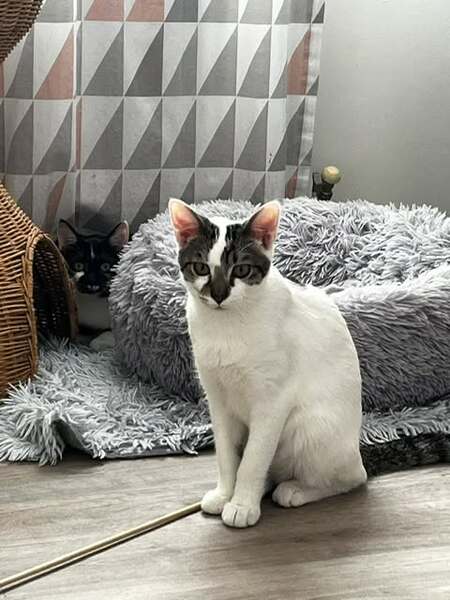 Adopter Bambou