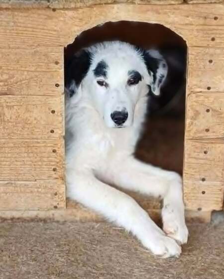 Adopter Orion