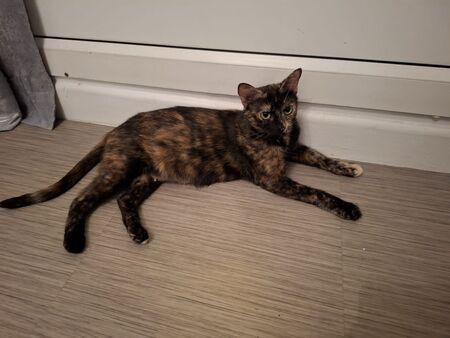 Adopter Aquarelle