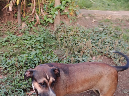 Adopter Zanah