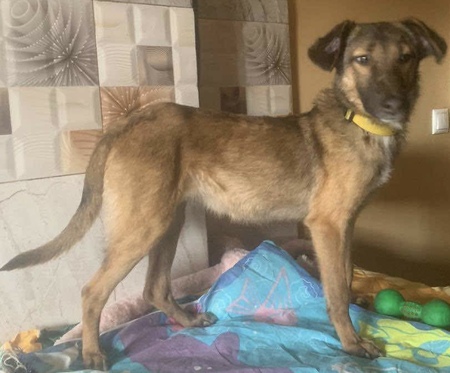 Adopter Robbie