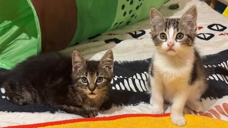 Adopter Titusse