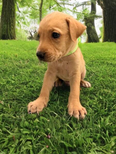 Adopter Ripley