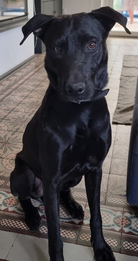 Adopter Louki