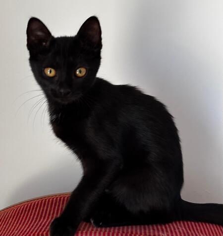Adopter BARCELONA ET BRASILIA