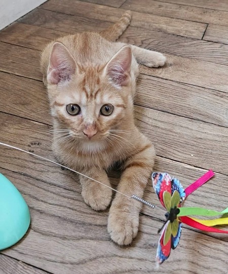 Adopter UBE