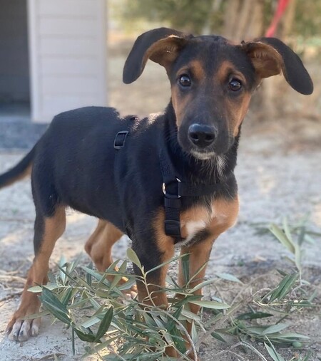 Adopter Kika
