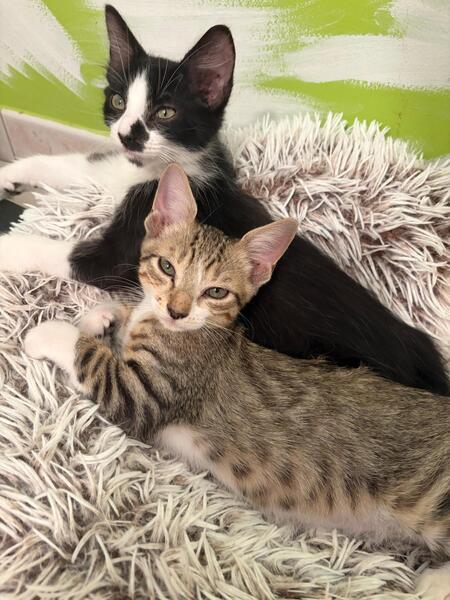 Adopter KAITO et SORA