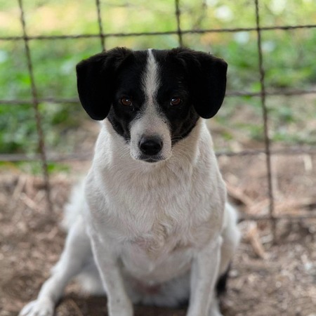 Adopter Léonie