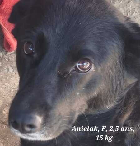 Adopter ANIELKA