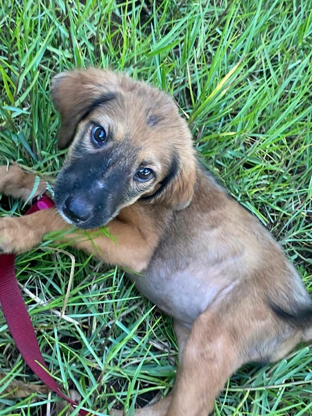 Adopter Zelda