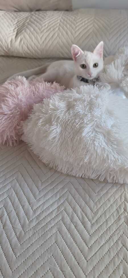 Adopter Lina