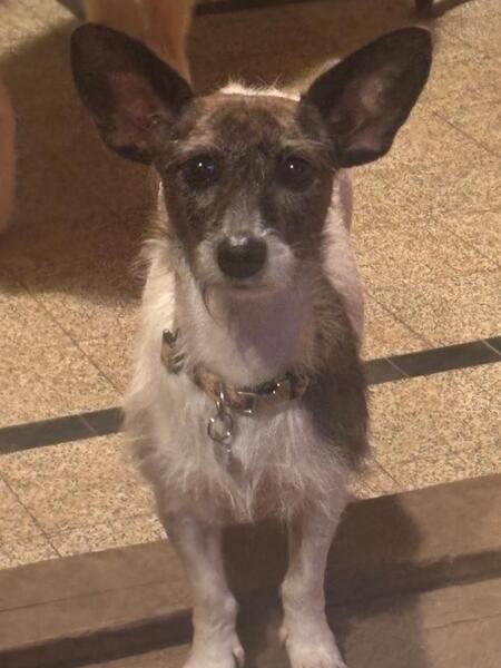 Adopter Lolita