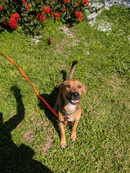 Adopter tiko