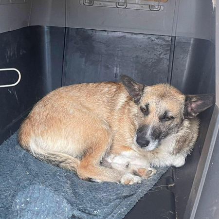 Adopter CARLA