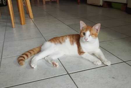 Adopter Ginger