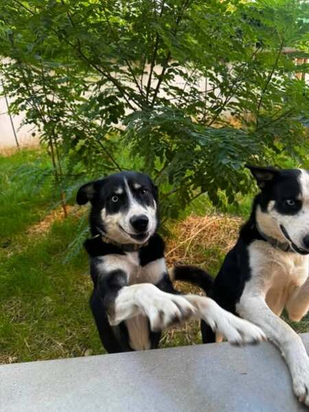 Adopter Uno et Ulysse