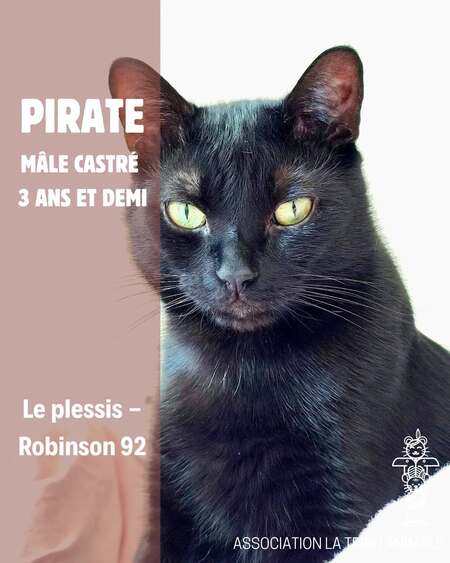 Adopter Pirate