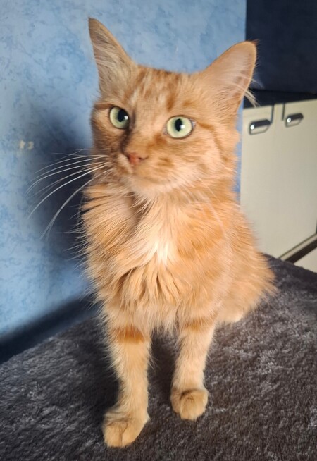 Adopter Mimi