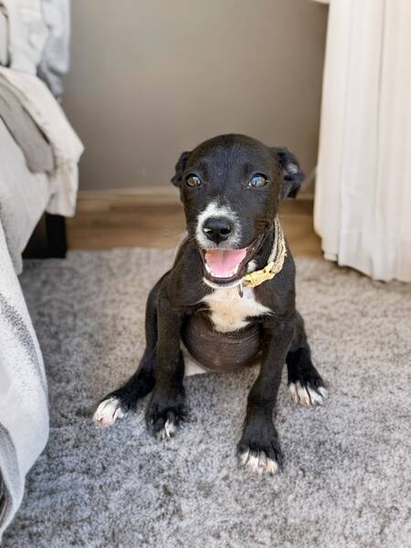 Adopter Ayko