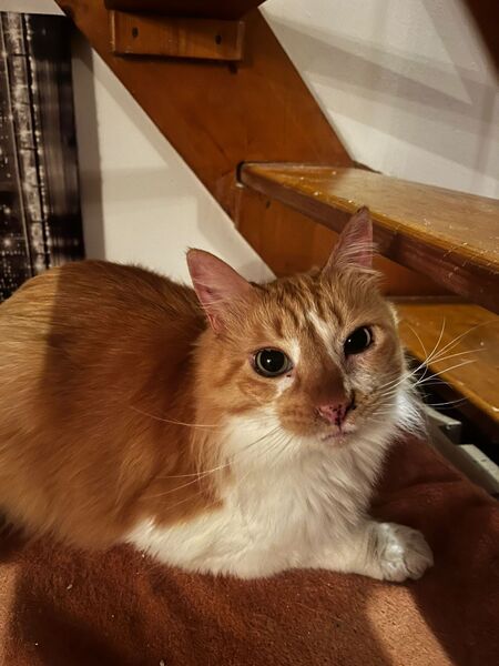 Adopter Nounours