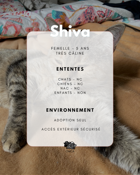 Adopter Shiva
