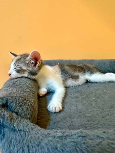 Adopter Poka