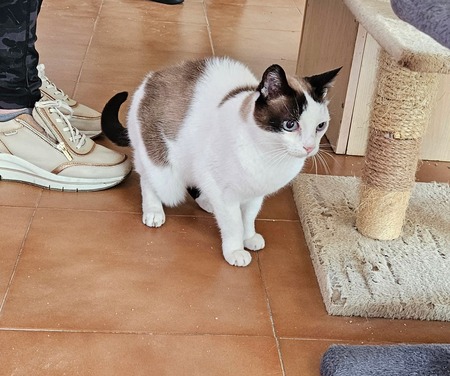 Adopter Fendi