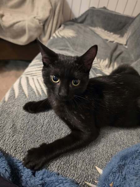 Adopter Shepa