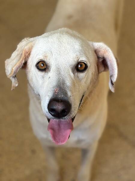 Adopter Bob