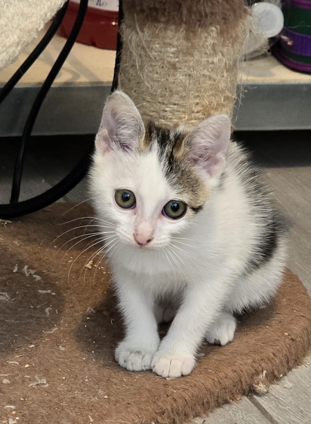 Adopter Brume
