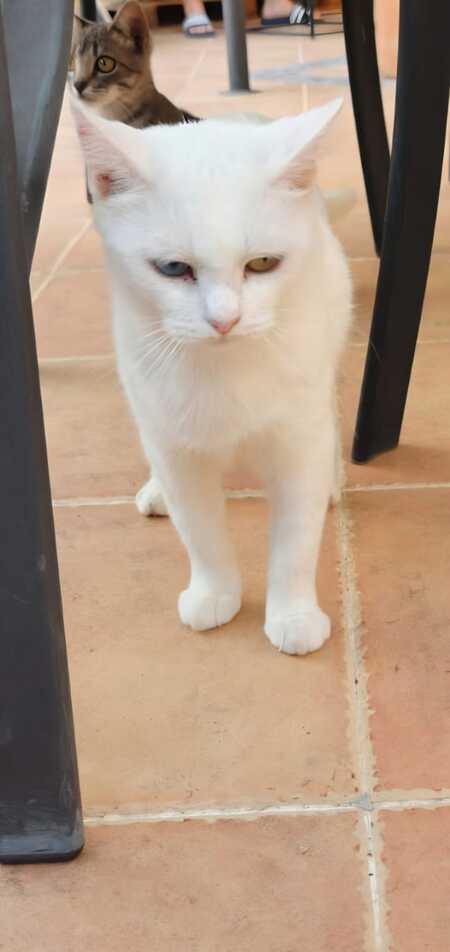 Adopter Perla