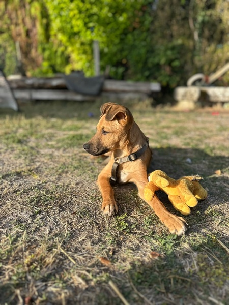 Adopter Aska