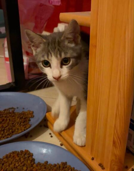Adopter Vaï