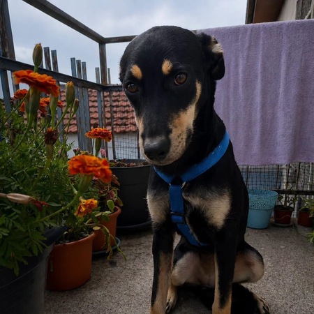 Adopter Beckie