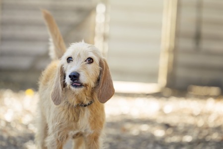 Adopter Jet