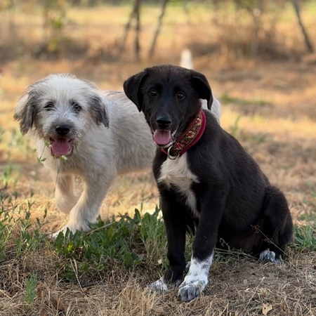 Adopter BOUNTY