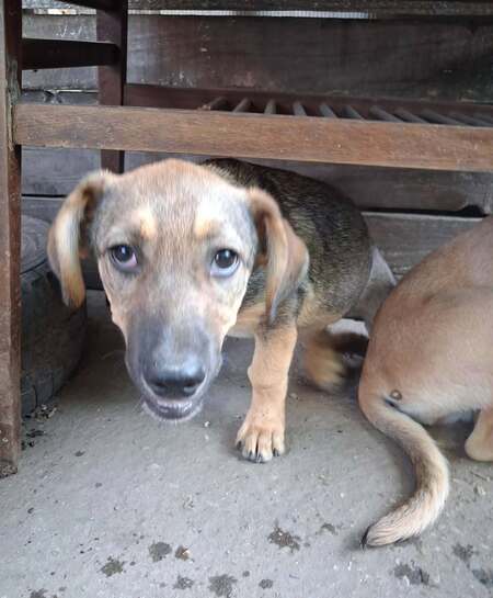 Adopter Reyna