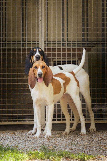 Adopter BOULETTE