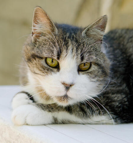 Adopter Vagabond